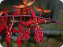 Renanthera bella